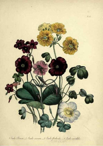 Reproducción/Reproduction 45850393045: The ladies' flower-garden of ornamental perennials.. London,W. Smith,1843-44.. 