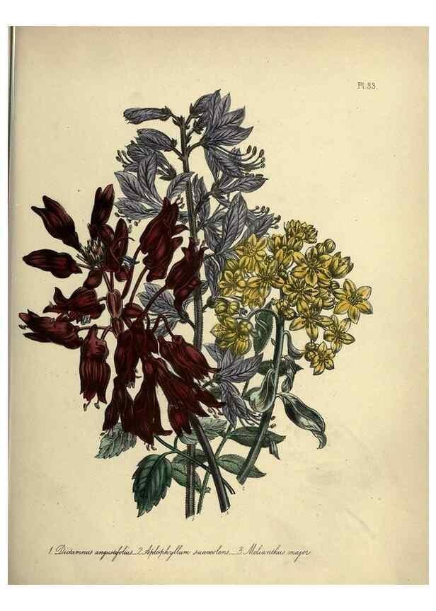 Reproducción/Reproduction 45850394545: The ladies' flower-garden of ornamental perennials.. London,W. Smith,1843-44.. 