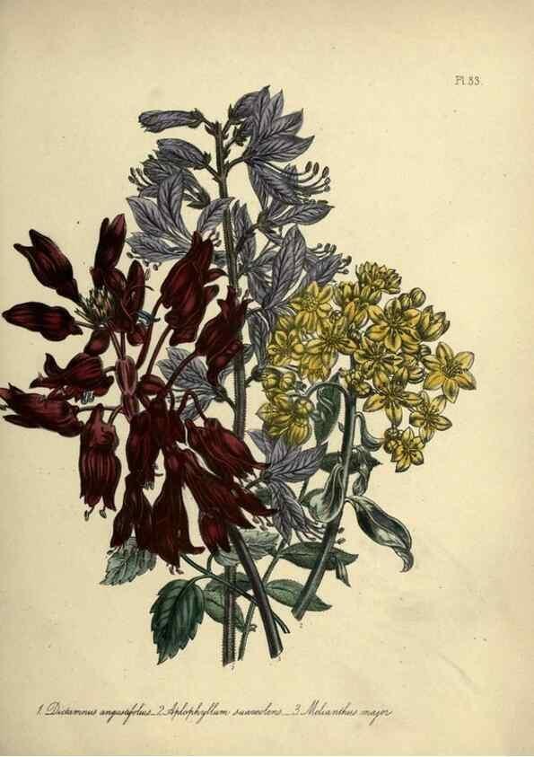 Reproducción/Reproduction 45850394545: The ladies' flower-garden of ornamental perennials.. London,W. Smith,1843-44.. 