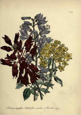 Reproducción/Reproduction 45850394545: The ladies' flower-garden of ornamental perennials.. London,W. Smith,1843-44.. 