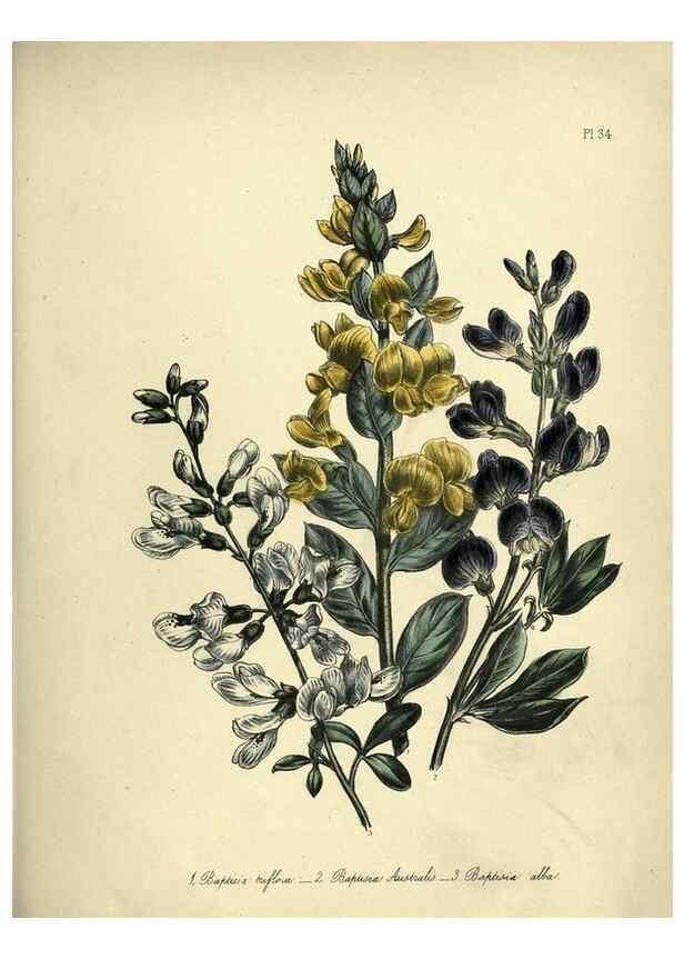 Reproducción/Reproduction 46765570001: The ladies' flower-garden of ornamental perennials.. London,W. Smith,1843-44.. 