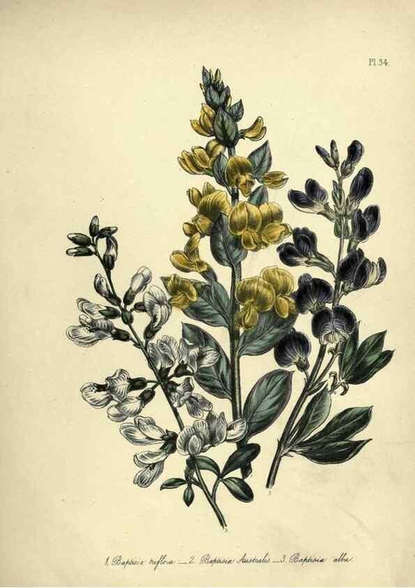 Reproducción/Reproduction 46765570001: The ladies' flower-garden of ornamental perennials.. London,W. Smith,1843-44.. 