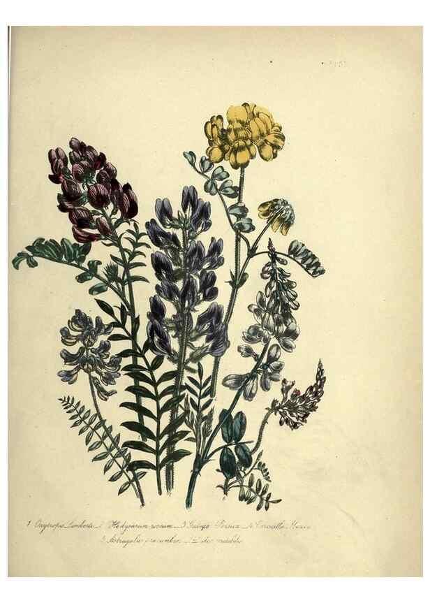 Reproducción/Reproduction 39800255143: The ladies' flower-garden of ornamental perennials.. London,W. Smith,1843-44.. 