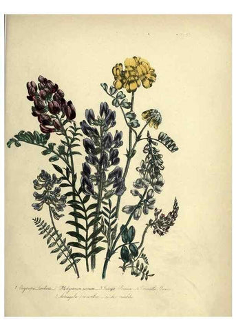 Reproducción/Reproduction 39800255143: The ladies' flower-garden of ornamental perennials.. London,W. Smith,1843-44.. 