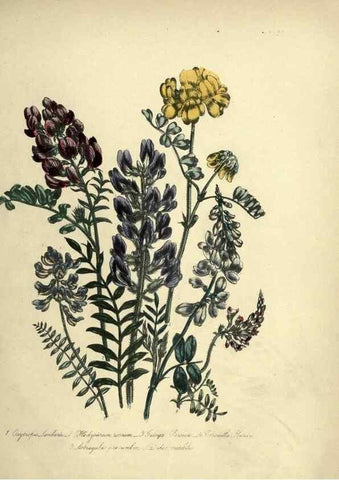 Reproducción/Reproduction 39800255143: The ladies' flower-garden of ornamental perennials.. London,W. Smith,1843-44.. 
