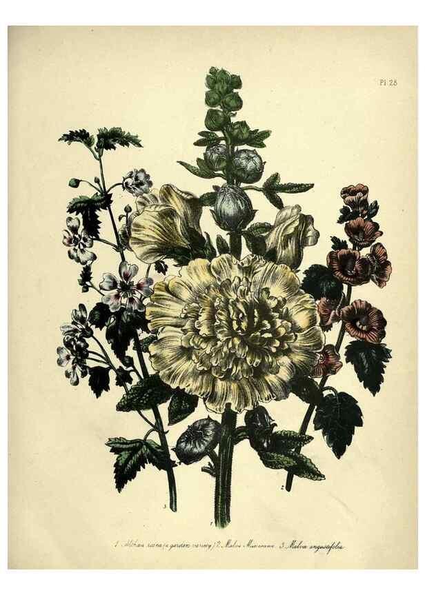 Reproducción/Reproduction 46712597542: The ladies' flower-garden of ornamental perennials.. London,W. Smith,1843-44.. 