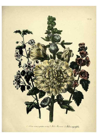 Reproducción/Reproduction 46712597542: The ladies' flower-garden of ornamental perennials.. London,W. Smith,1843-44.. 