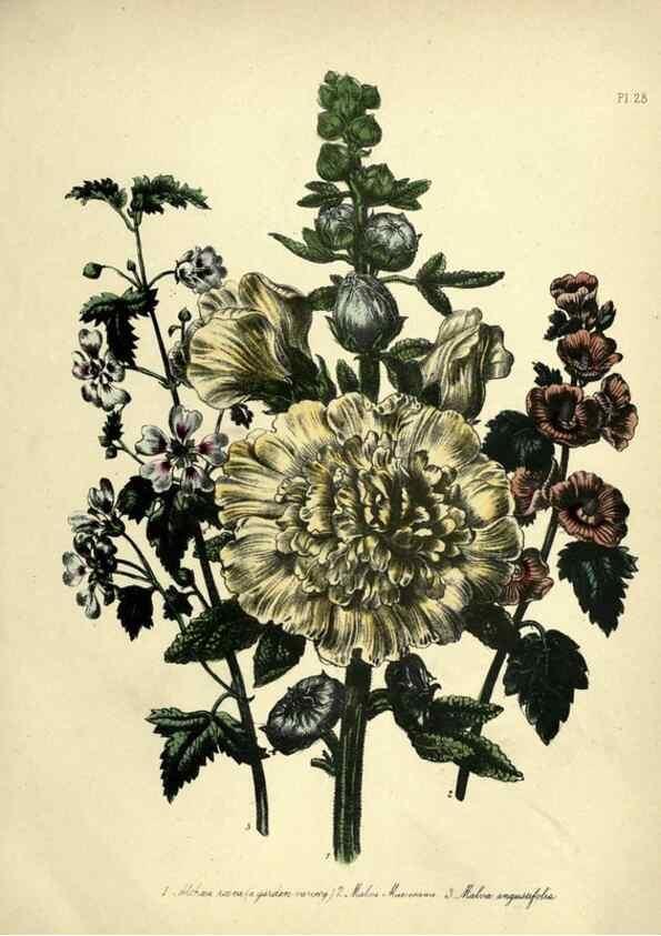 Reproducción/Reproduction 46712597542: The ladies' flower-garden of ornamental perennials.. London,W. Smith,1843-44.. 