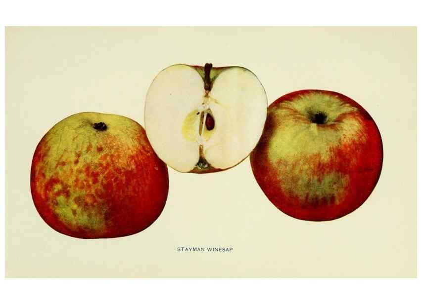 Reproducción/Reproduction 41737525254: The apples of New York,. Albany,J. B. Lyon Co., Printers,1905.. 