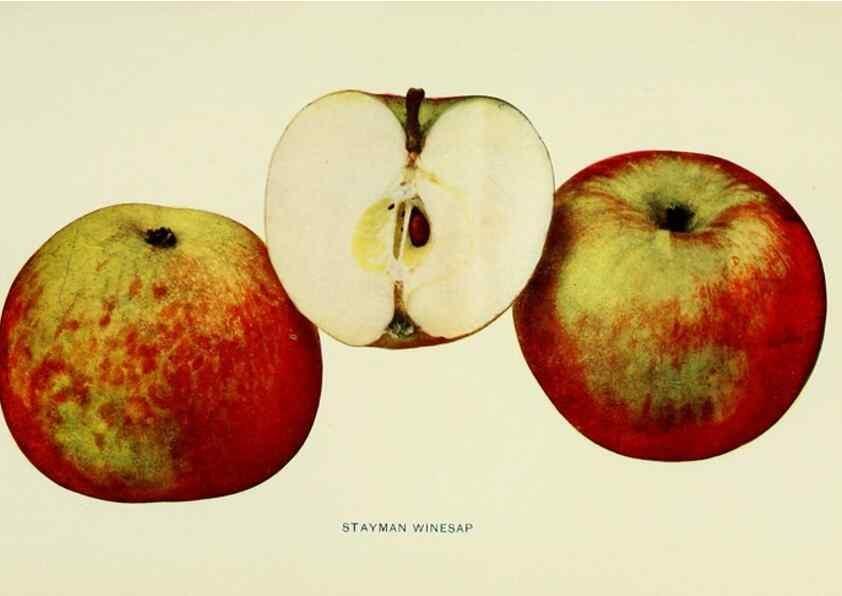 Reproducción/Reproduction 41737525254: The apples of New York,. Albany,J. B. Lyon Co., Printers,1905.. 