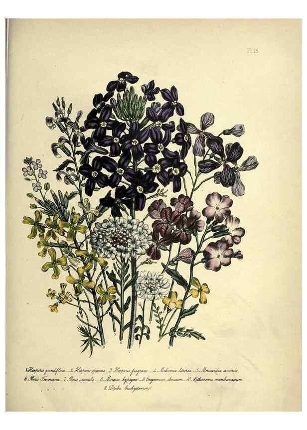 Reproducción/Reproduction 45850374405: The ladies' flower-garden of ornamental perennials.. London,W. Smith,1843-44.. 