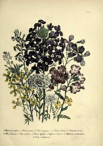 Reproducción/Reproduction 45850374405: The ladies' flower-garden of ornamental perennials.. London,W. Smith,1843-44.. 