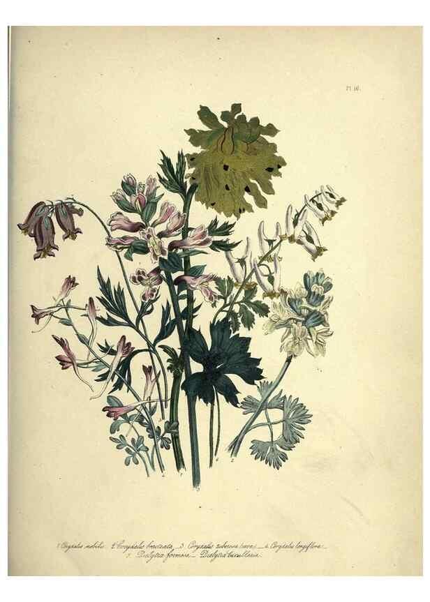 Reproducción/Reproduction 46040394054: The ladies' flower-garden of ornamental perennials.. London,W. Smith,1843-44.. 