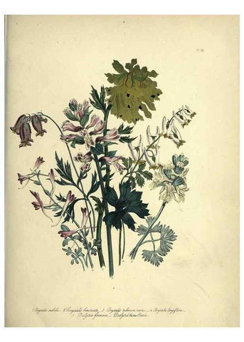 Reproducción/Reproduction 46040394054: The ladies' flower-garden of ornamental perennials.. London,W. Smith,1843-44.. 