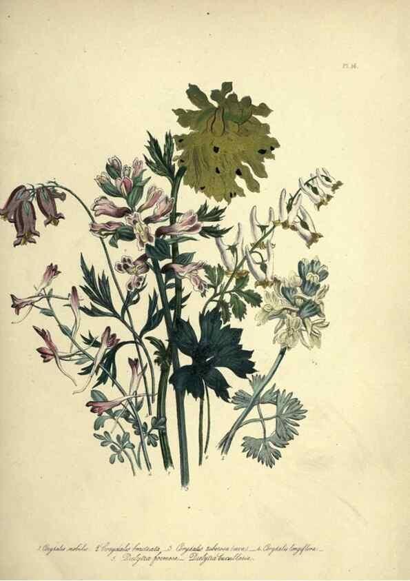 Reproducción/Reproduction 46040394054: The ladies' flower-garden of ornamental perennials.. London,W. Smith,1843-44.. 