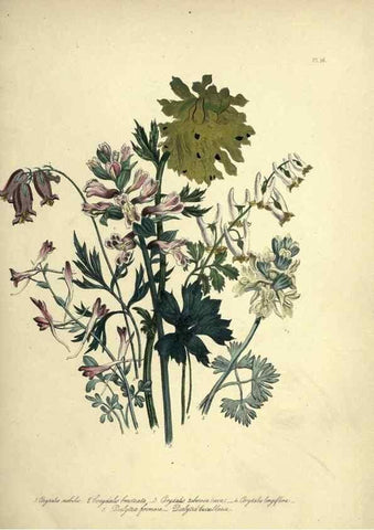 Reproducción/Reproduction 46040394054: The ladies' flower-garden of ornamental perennials.. London,W. Smith,1843-44.. 