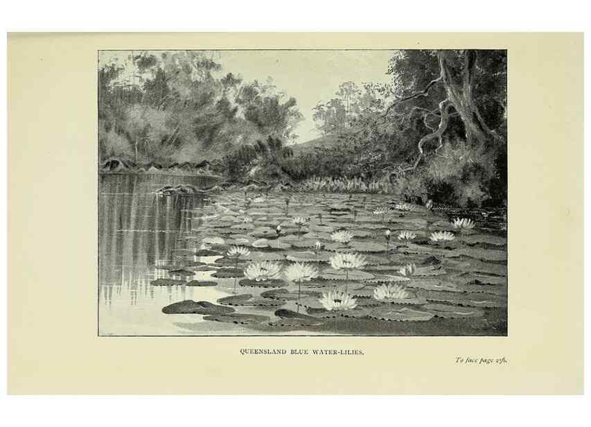 Reproducción/Reproduction 45840022275: A flower-hunter in Queensland & New Zealand,. London,J. Murray,1898.. 