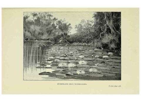 Reproducción/Reproduction 45840022275: A flower-hunter in Queensland & New Zealand,. London,J. Murray,1898.. 