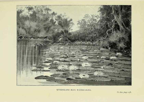 Reproducción/Reproduction 45840022275: A flower-hunter in Queensland & New Zealand,. London,J. Murray,1898.. 