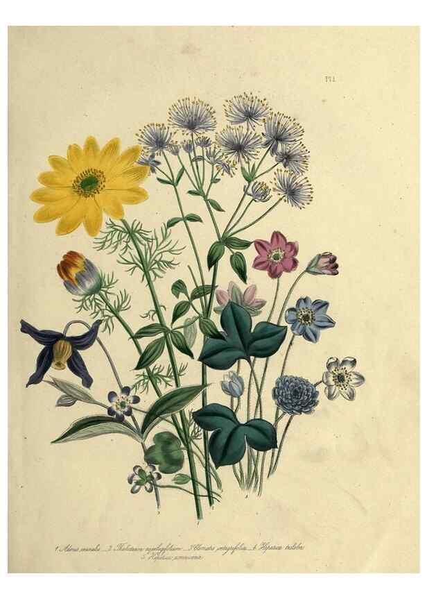 Reproducción/Reproduction 39800231483: The ladies' flower-garden of ornamental perennials.. London,W. Smith,1843-44.. 