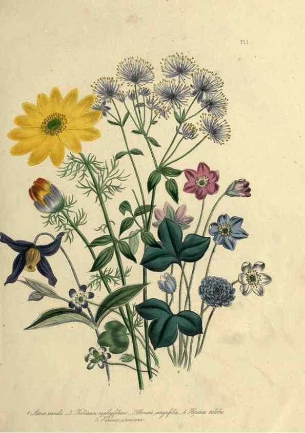 Reproducción/Reproduction 39800231483: The ladies' flower-garden of ornamental perennials.. London,W. Smith,1843-44.. 