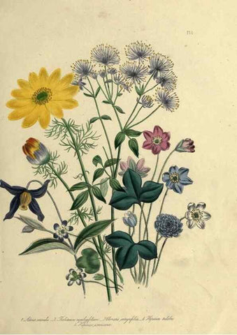 Reproducción/Reproduction 39800231483: The ladies' flower-garden of ornamental perennials.. London,W. Smith,1843-44.. 