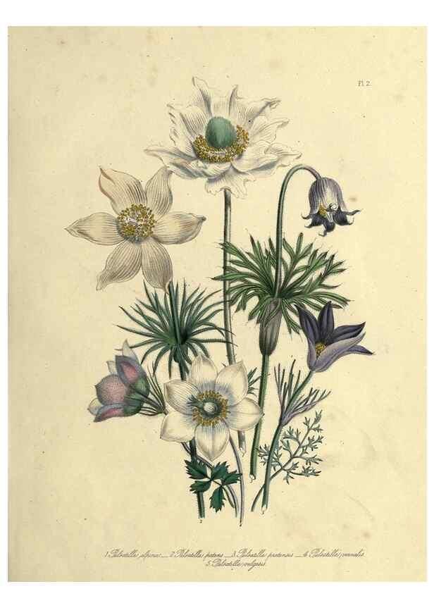 Reproducción/Reproduction 46765549021: The ladies' flower-garden of ornamental perennials.. London,W. Smith,1843-44.. 
