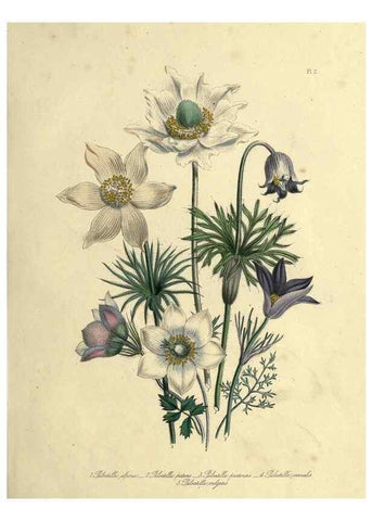 Reproducción/Reproduction 46765549021: The ladies' flower-garden of ornamental perennials.. London,W. Smith,1843-44.. 