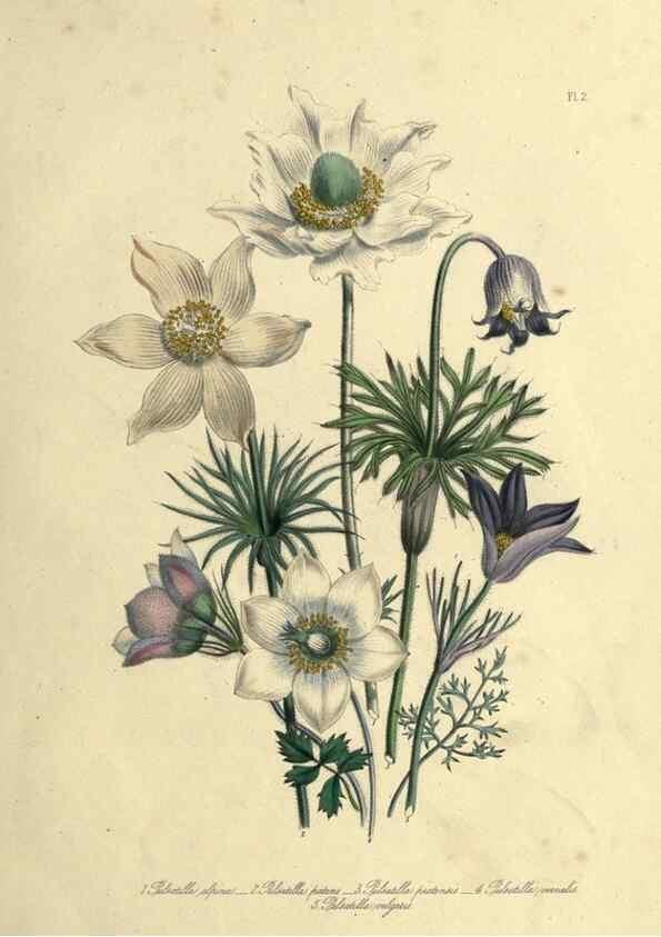Reproducción/Reproduction 46765549021: The ladies' flower-garden of ornamental perennials.. London,W. Smith,1843-44.. 