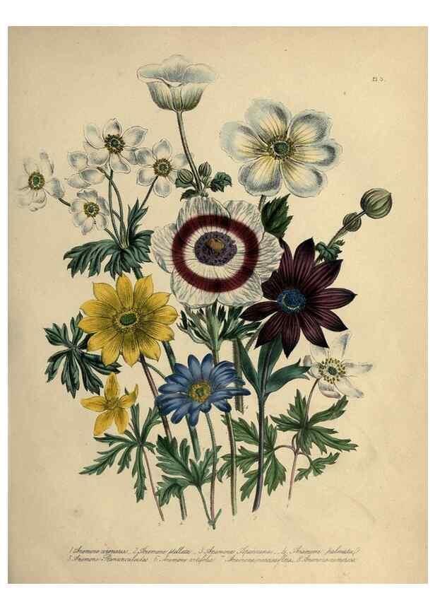 Reproducción/Reproduction 45850361285: The ladies' flower-garden of ornamental perennials.. London,W. Smith,1843-44.. 