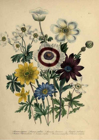 Reproducción/Reproduction 45850361285: The ladies' flower-garden of ornamental perennials.. London,W. Smith,1843-44.. 