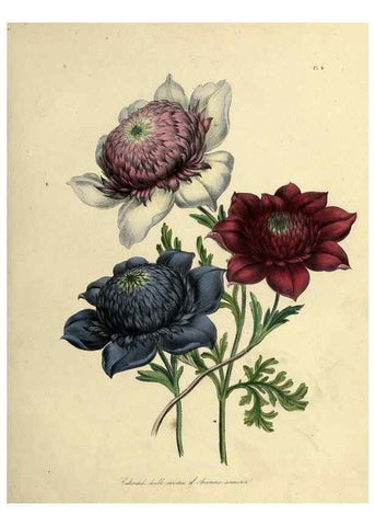 Reproducción/Reproduction 46765550881: The ladies' flower-garden of ornamental perennials.. London,W. Smith,1843-44.. 