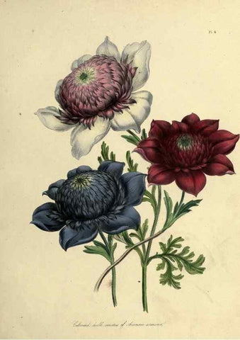 Reproducción/Reproduction 46765550881: The ladies' flower-garden of ornamental perennials.. London,W. Smith,1843-44.. 