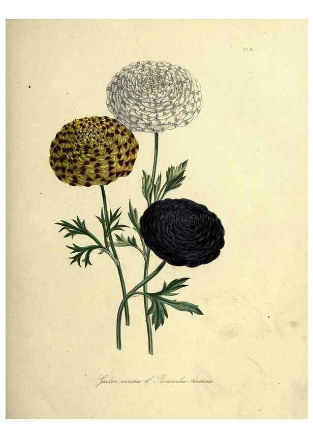 Reproducción/Reproduction 46040384204: The ladies' flower-garden of ornamental perennials.. London,W. Smith,1843-44.. 