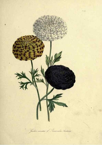 Reproducción/Reproduction 46040384204: The ladies' flower-garden of ornamental perennials.. London,W. Smith,1843-44.. 