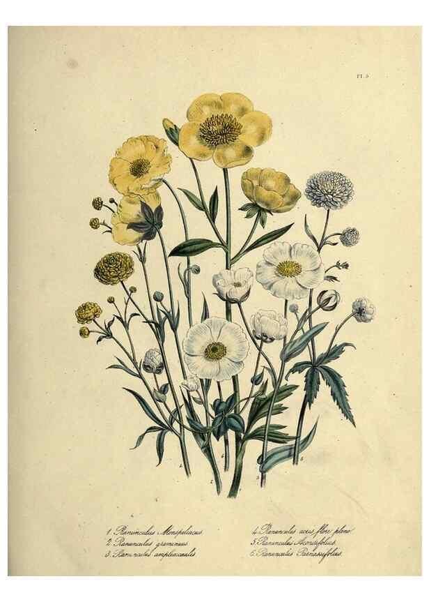 Reproducción/Reproduction 46040385504: The ladies' flower-garden of ornamental perennials.. London,W. Smith,1843-44.. 
