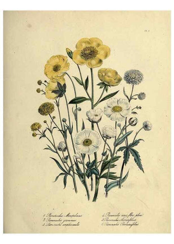 Reproducción/Reproduction 46040385504: The ladies' flower-garden of ornamental perennials.. London,W. Smith,1843-44.. 