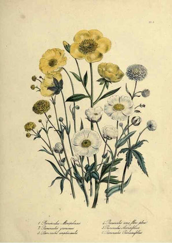 Reproducción/Reproduction 46040385504: The ladies' flower-garden of ornamental perennials.. London,W. Smith,1843-44.. 