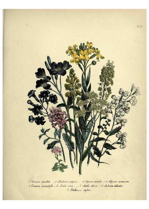 Reproducción/Reproduction 31823841837: The ladies' flower-garden of ornamental perennials.. London,W. Smith,1843-44.. 