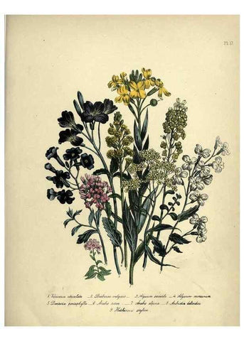 Reproducción/Reproduction 31823841837: The ladies' flower-garden of ornamental perennials.. London,W. Smith,1843-44.. 