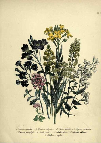 Reproducción/Reproduction 31823841837: The ladies' flower-garden of ornamental perennials.. London,W. Smith,1843-44.. 