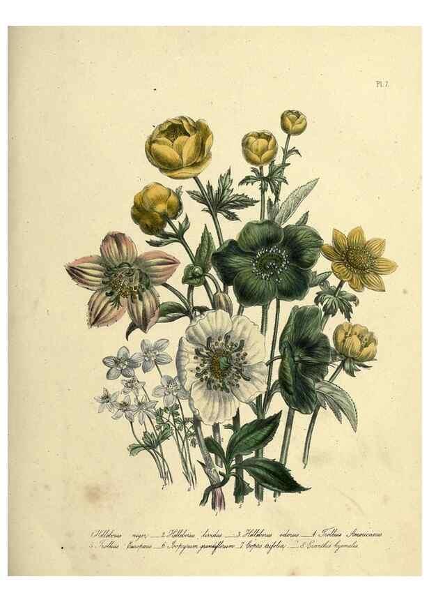 Reproducción/Reproduction 46040386604: The ladies' flower-garden of ornamental perennials.. London,W. Smith,1843-44.. 