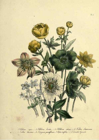 Reproducción/Reproduction 46040386604: The ladies' flower-garden of ornamental perennials.. London,W. Smith,1843-44.. 