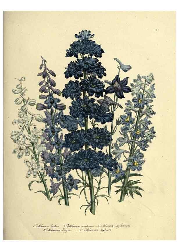 Reproducción/Reproduction 31823837217: The ladies' flower-garden of ornamental perennials.. London,W. Smith,1843-44.. 