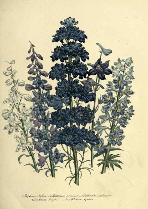 Reproducción/Reproduction 31823837217: The ladies' flower-garden of ornamental perennials.. London,W. Smith,1843-44.. 