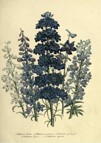 Reproducción/Reproduction 31823837217: The ladies' flower-garden of ornamental perennials.. London,W. Smith,1843-44.. 