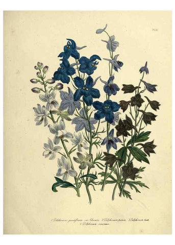 Reproducción/Reproduction 39800238223: The ladies' flower-garden of ornamental perennials.. London,W. Smith,1843-44.. 
