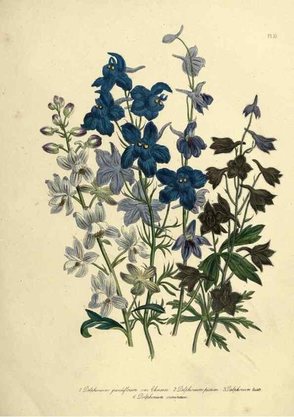 Reproducción/Reproduction 39800238223: The ladies' flower-garden of ornamental perennials.. London,W. Smith,1843-44.. 
