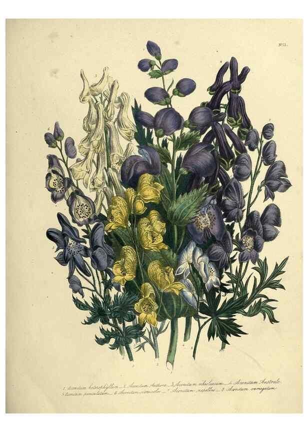 Reproducción/Reproduction 45850367065: The ladies' flower-garden of ornamental perennials.. London,W. Smith,1843-44.. 