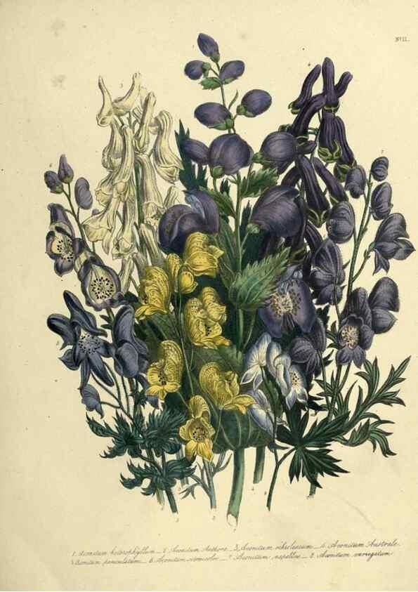 Reproducción/Reproduction 45850367065: The ladies' flower-garden of ornamental perennials.. London,W. Smith,1843-44.. 